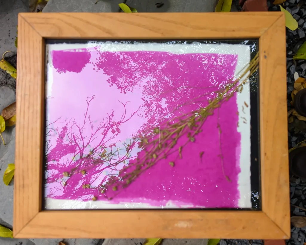 A photograph of a piece of handmade paper with a magenta rectangle and a pressed flax plant under glass in a wooden frame. There is a reflection of trees in the glass.