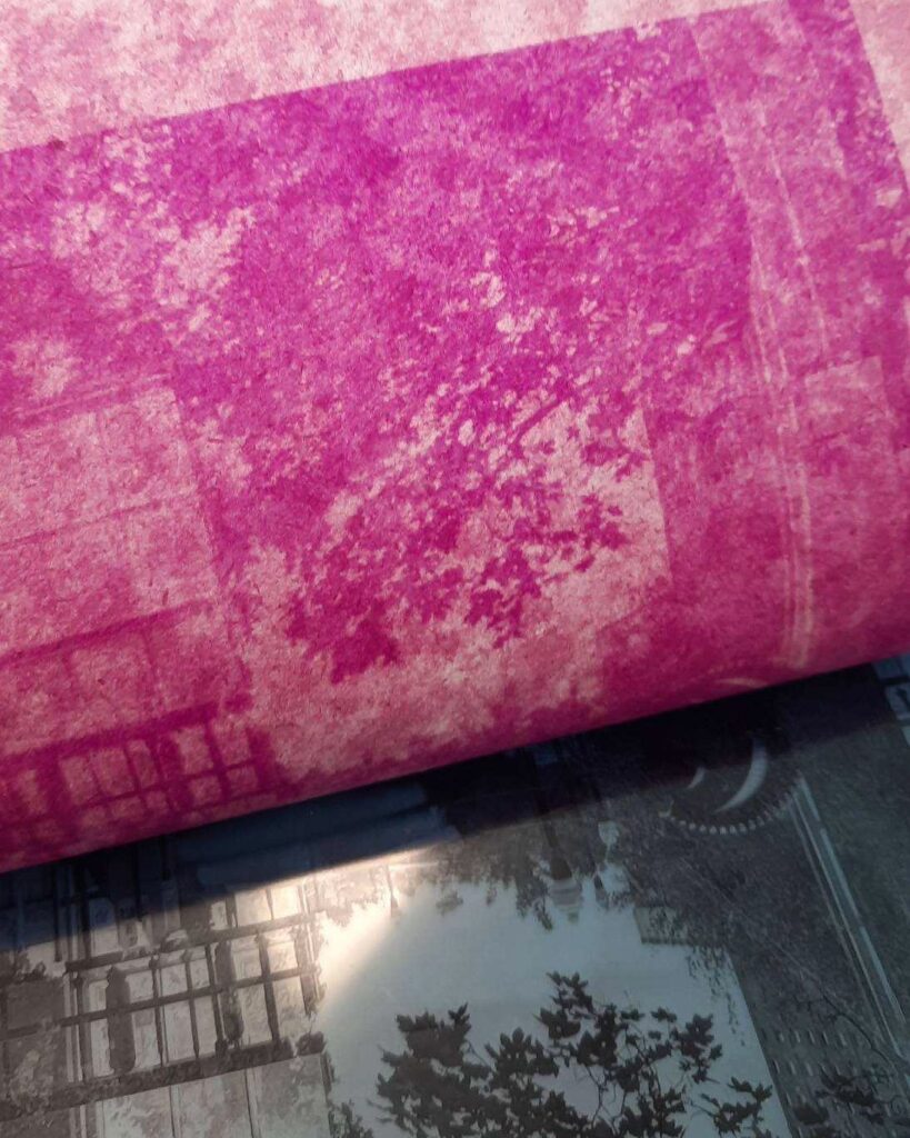 An photograph of magenta processed handmade paper being peeled back from a large photonegative.