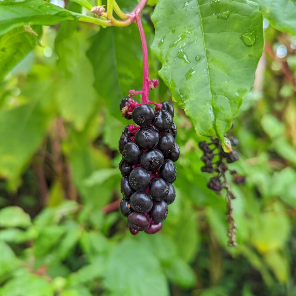 Photograph of a cluster of pokeberries in front of pokeberry leaves.