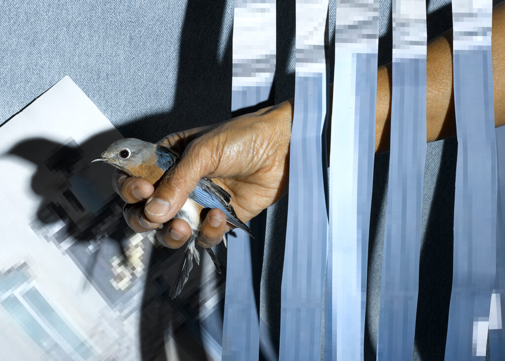 A medium-skinned hand holds a small grey/brown bird with blue wings. The forearm is covered in blue vertical strips of material. Shadows of the hand and bird are behind.