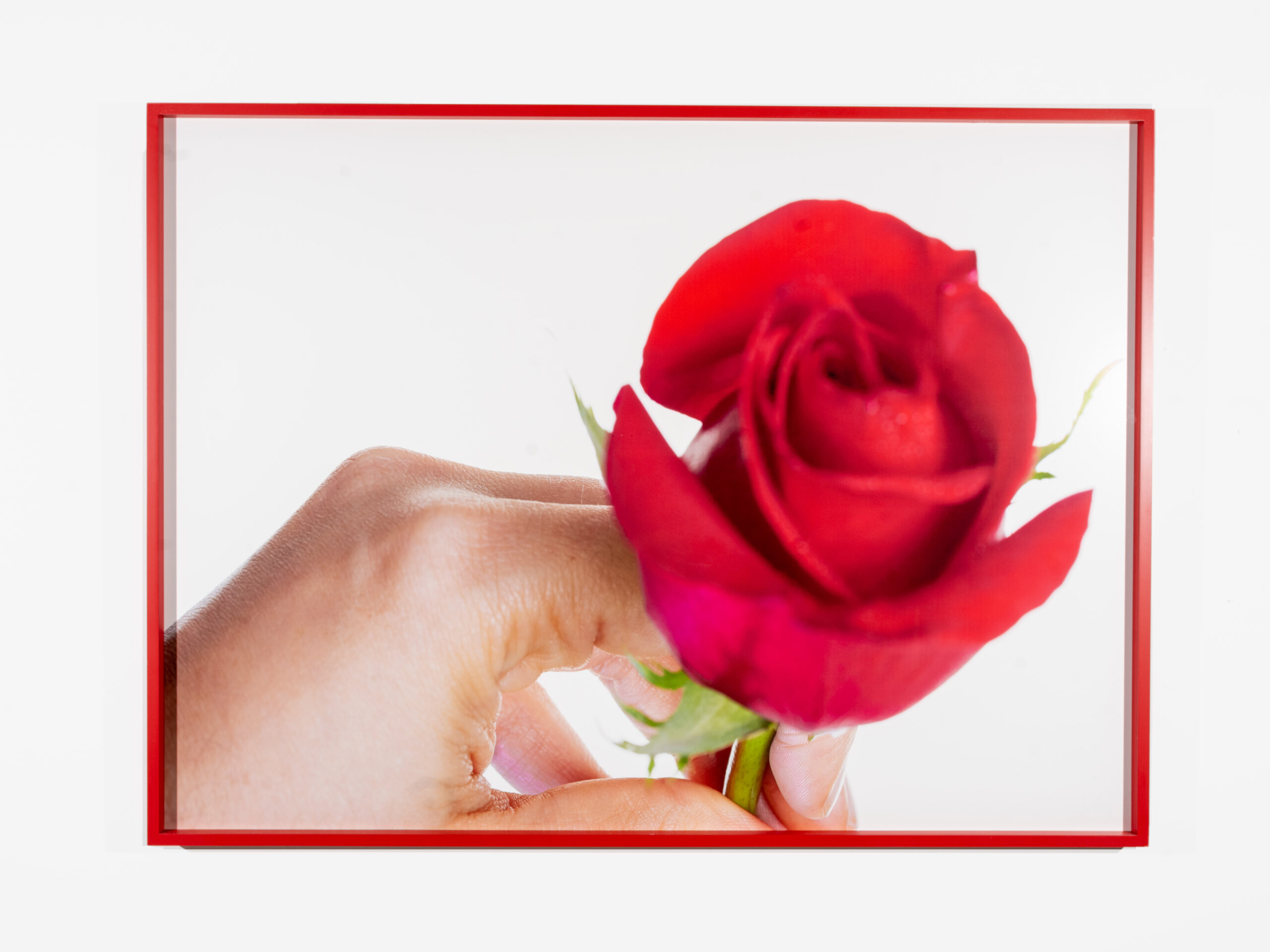 A close-up photograph of a light-skinned hand holding a red rose. The background is white and the image is within a red frame.