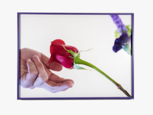 Purple framed photograph of a hand reaching out to a red rosebud with a long green stem. Blurred purple flowers appear in the white background.