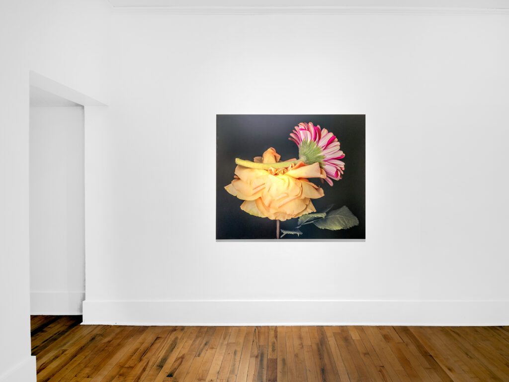 A framed photo of a yellow rose and a pink flower on a black background hangs on a plain white gallery wall.