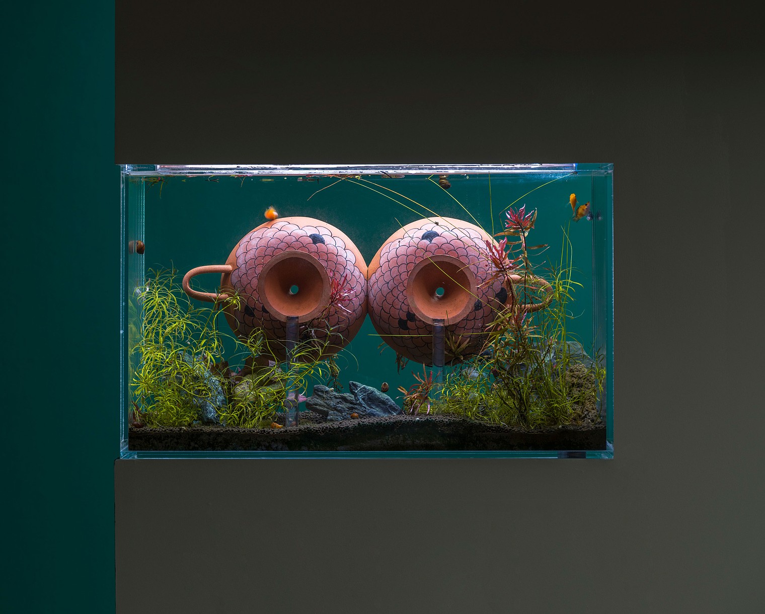 Two circular pieces of pottery are placed side by side in a fish tank. The pottery is terracotta colored with pink patterning resembling scales. The tank is filled with rocks and plants.